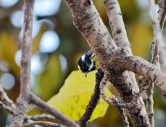Periparus venustulus
