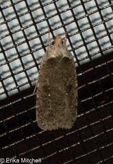 Agonopterix canadensis