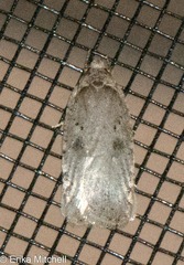 Agonopterix canadensis