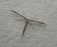 Emmelina monodactyla