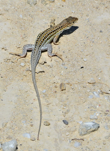 Spiny-footed Lizard