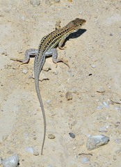 Acanthodactylus erythrurus