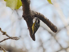 Periparus venustulus