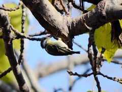Periparus venustulus