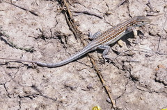 Acanthodactylus erythrurus