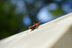 Gminatus wallengreni