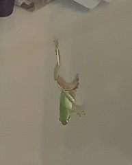 Hyla meridionalis