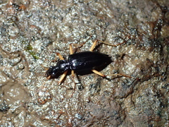 Platynina