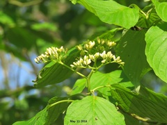 Cornus controversa