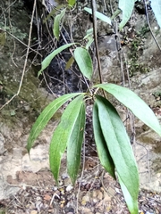 Gynochthodes umbellata