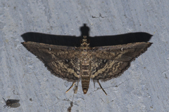 Massepha