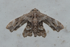 Holocryptis