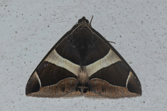 Bastilla crameri