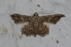 Araeopteronini