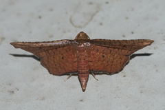Picrostomastis subrosealis