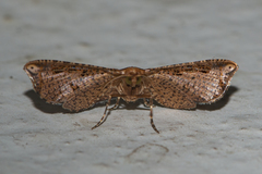 Picrostomastis subrosealis