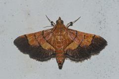 Syngamia latimarginalis