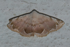 Eublemma roseonivea