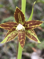 Thelymitra fuscolutea