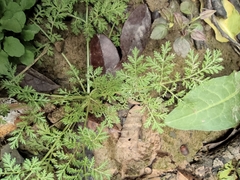 Artemisia carvifolia