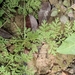Artemisia caruifolia caruifolia - Photo (c) MP Zhou, osa oikeuksista pidätetään (CC BY-NC), lähettänyt MP Zhou
