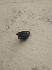 Xylocopa fenestrata