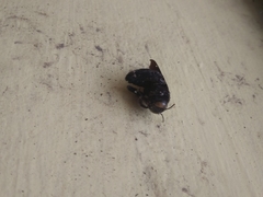 Xylocopa fenestrata