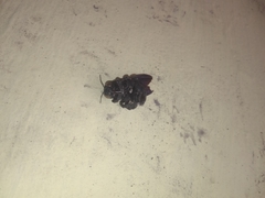 Xylocopa fenestrata