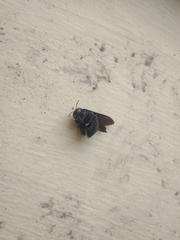 Xylocopa fenestrata