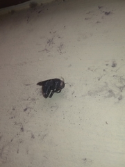 Xylocopa fenestrata