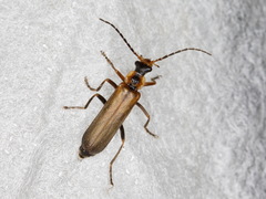 Podabrus alpinus