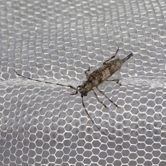 Acanthocinus griseus