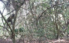 Chlorocebus tantalus