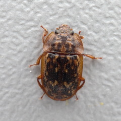 Soronia punctatissima