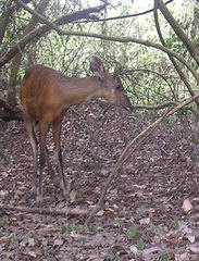 Tragelaphus spekii
