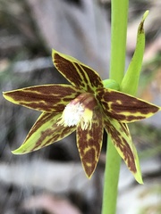 Thelymitra fuscolutea