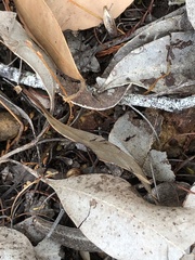 Thelymitra fuscolutea