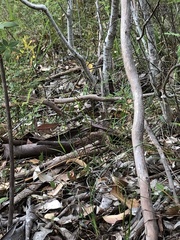 Thelymitra fuscolutea