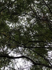 Thelymitra fuscolutea