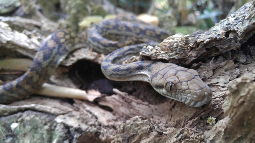 Australian Scrub Python sighting