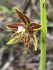 Thelymitra fuscolutea