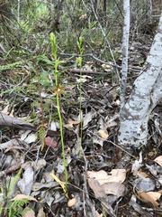 Thelymitra fuscolutea