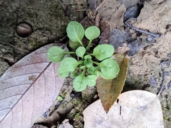 Trigonotis peduncularis