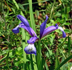 Iris sintenisii