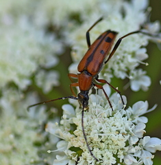 Stenurella septempunctata