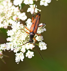 Stenurella septempunctata