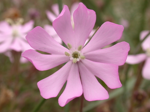 Silene canescens