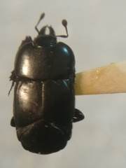 Hololepta plana