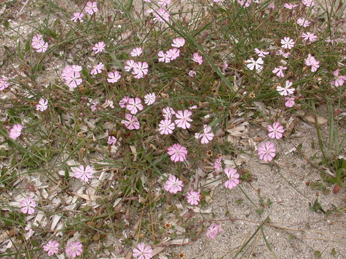 Silene canescens