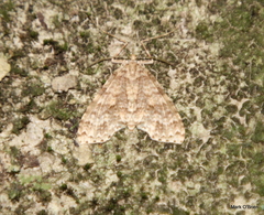 Cleora injectaria